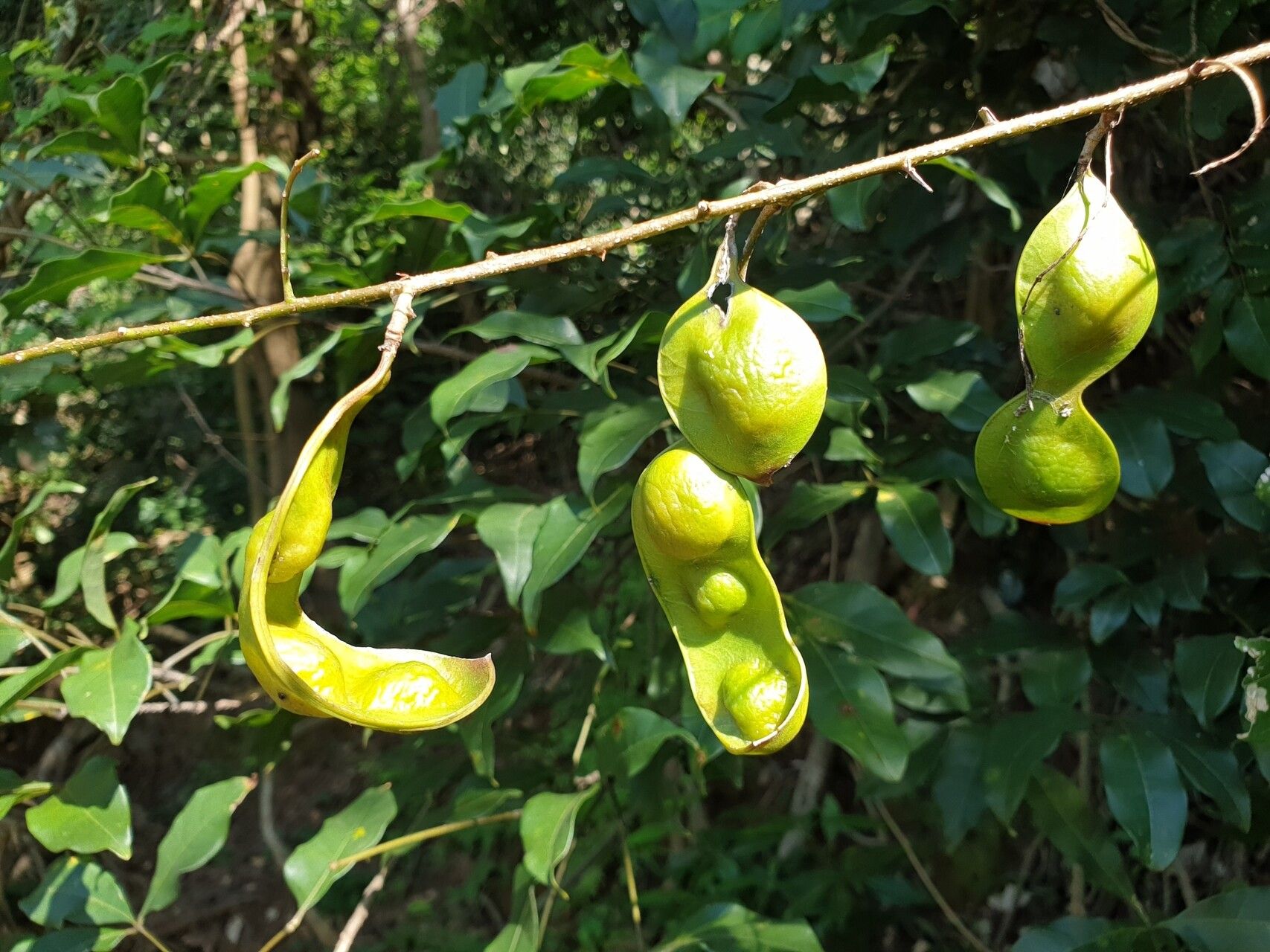 Lonchocarpus madagascariensis fruit