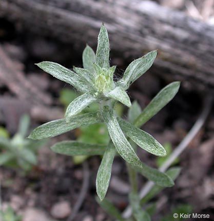 Filago californica habit