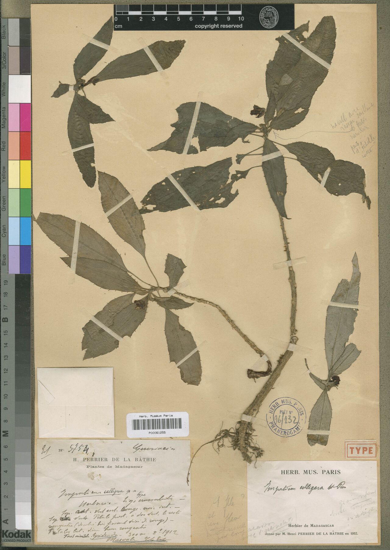 Impatiens celligera — houseplant care guide