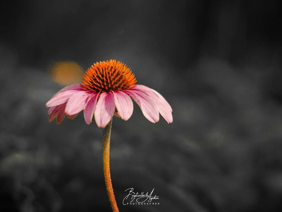 Echinacea pallida flower
