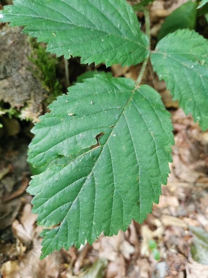 Rubus bracteatus — houseplant care guide
