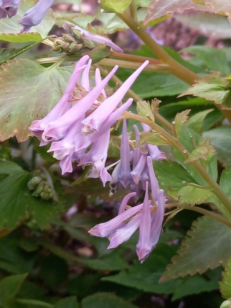 Corydalis quantmeyeriana flower