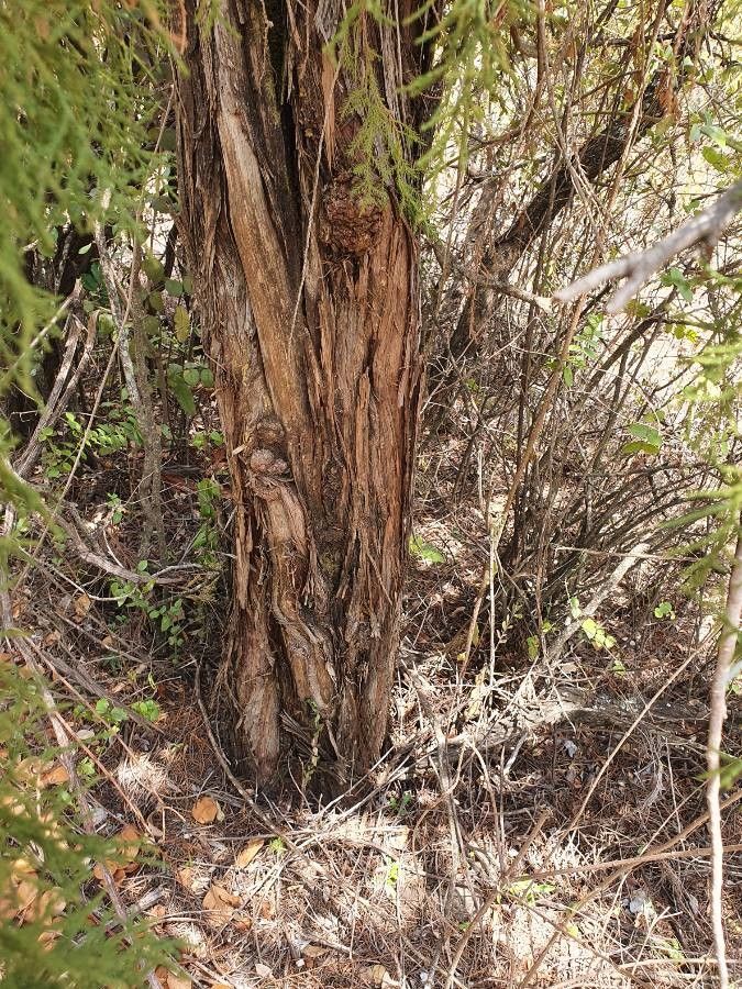 Juniperus procera bark