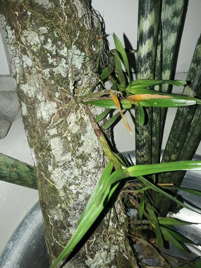 Encyclia tampensis