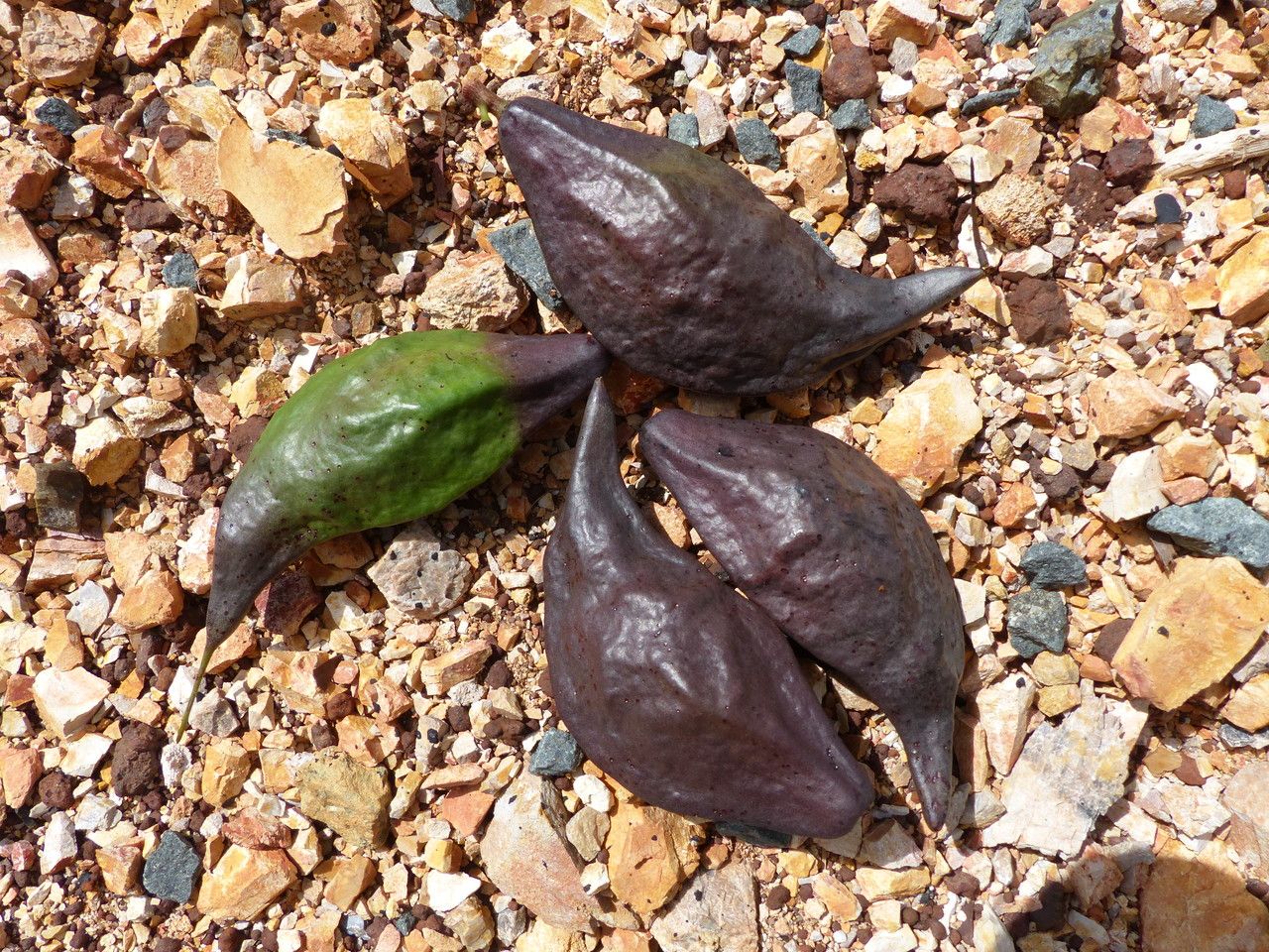 Virotia angustifolia fruit