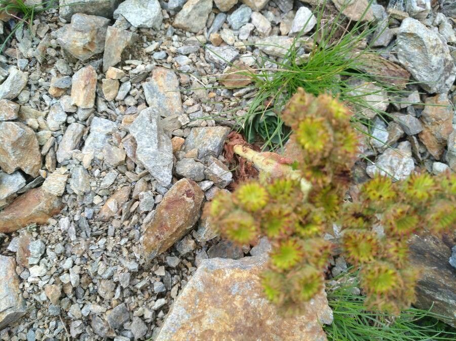 Sempervivum wulfenii fruit