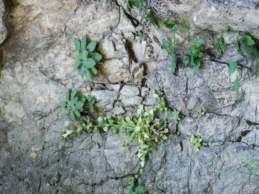 Campanula lanata habit