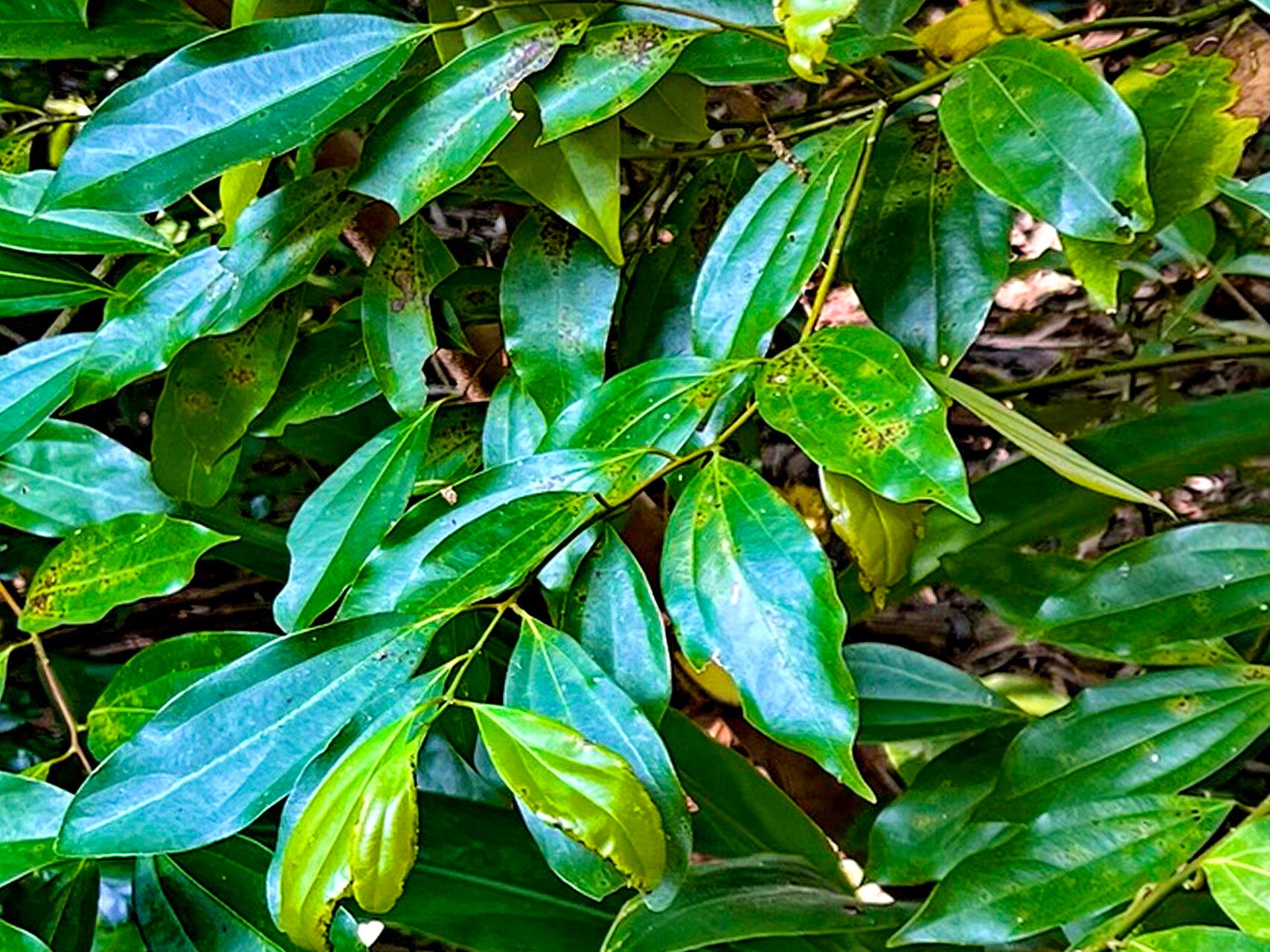 Cinnamomum osmophloeum — search result for 'Cinnamomum'