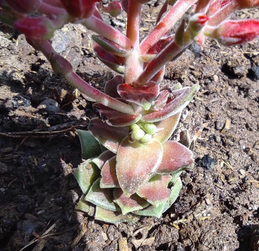 Prometheum sempervivoides — houseplant care guide