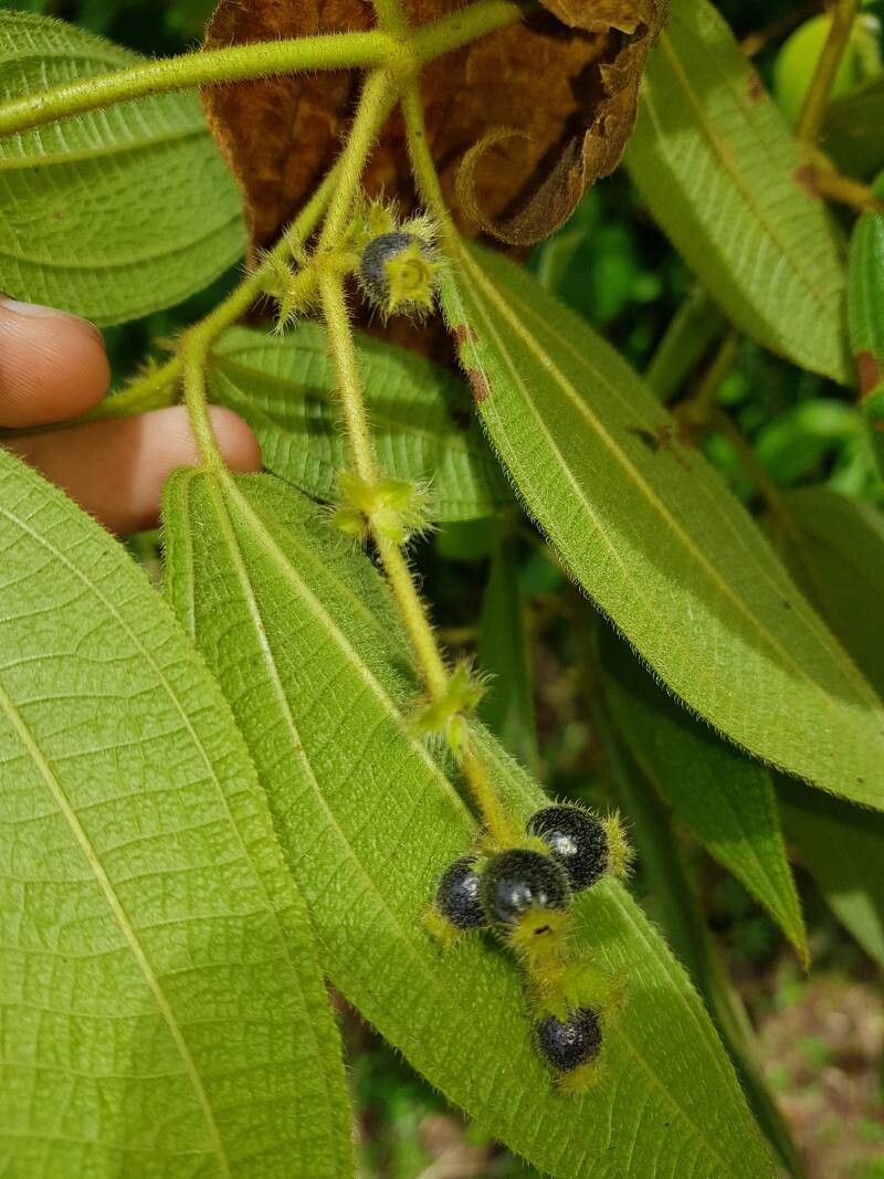 Miconia dependens fruit