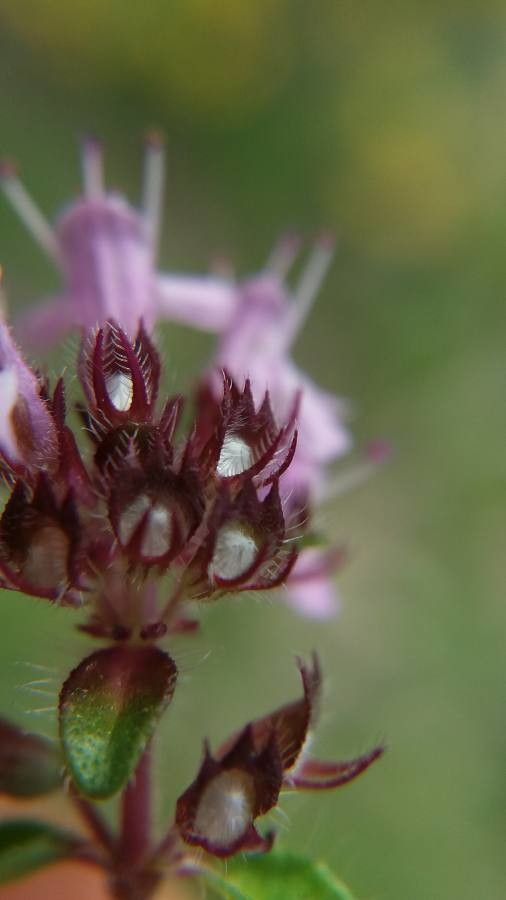 Thymus praecox fruit