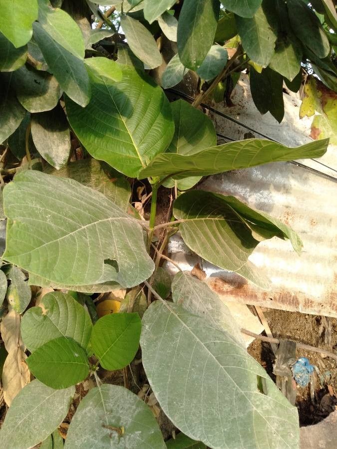 Ficus pedunculosa leaf