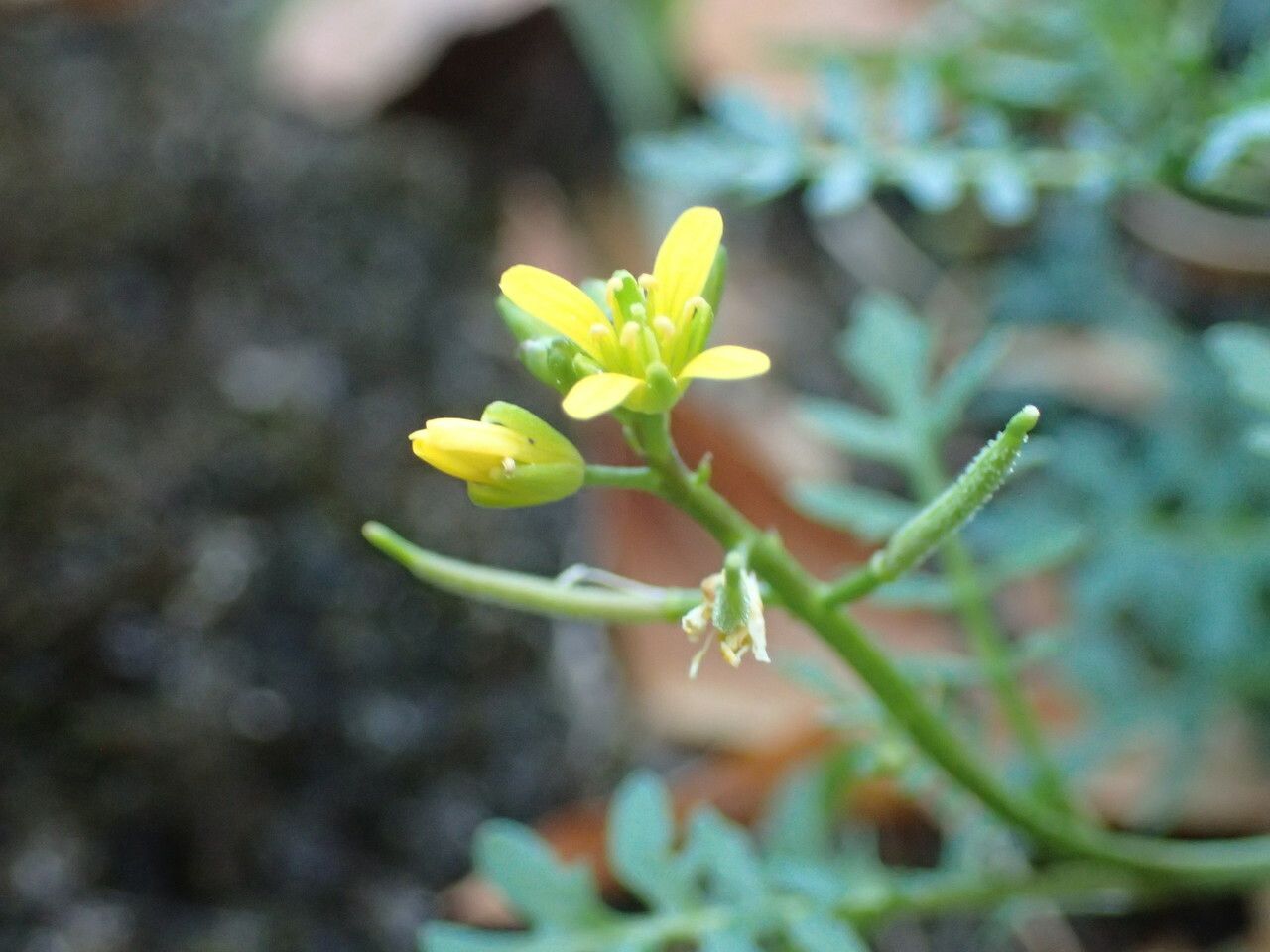Sisymbrella aspera fruit