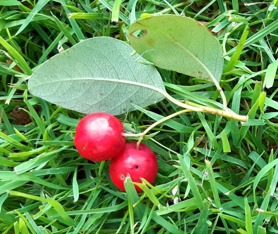 Cotoneaster multiflorus — search result for 'Cotoneaster'