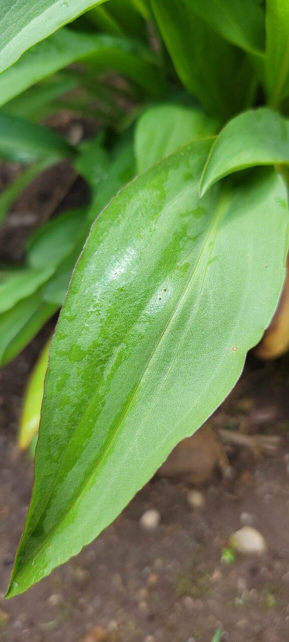 Solidago speciosa — search result for 'Solidago'