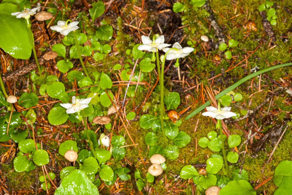 Moneses uniflora flower
