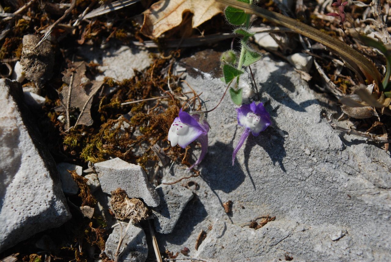 Kickxia commutata flower