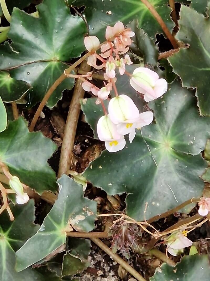 Begonia rhizocaulis flower
