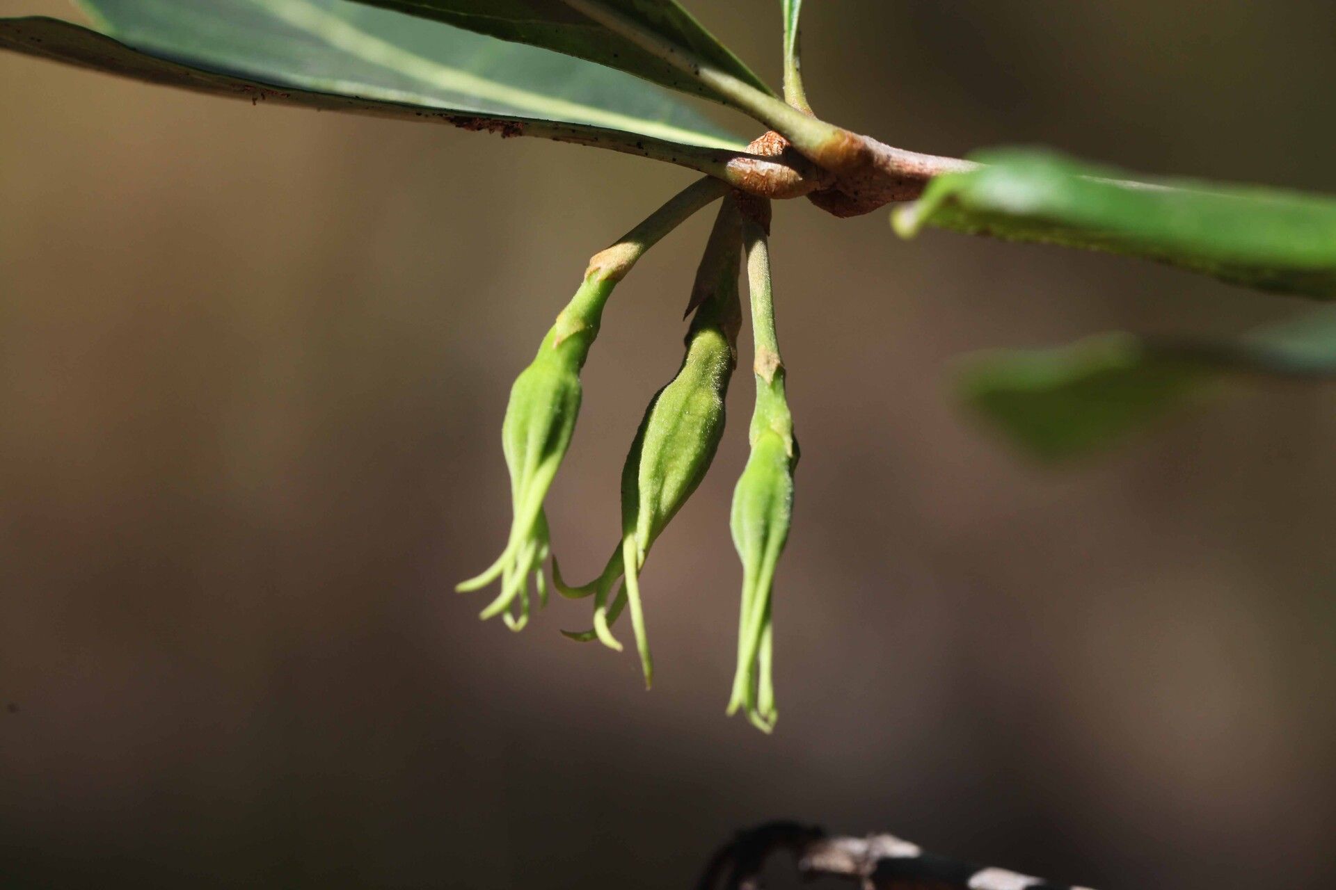 Rothmannia engleriana flower