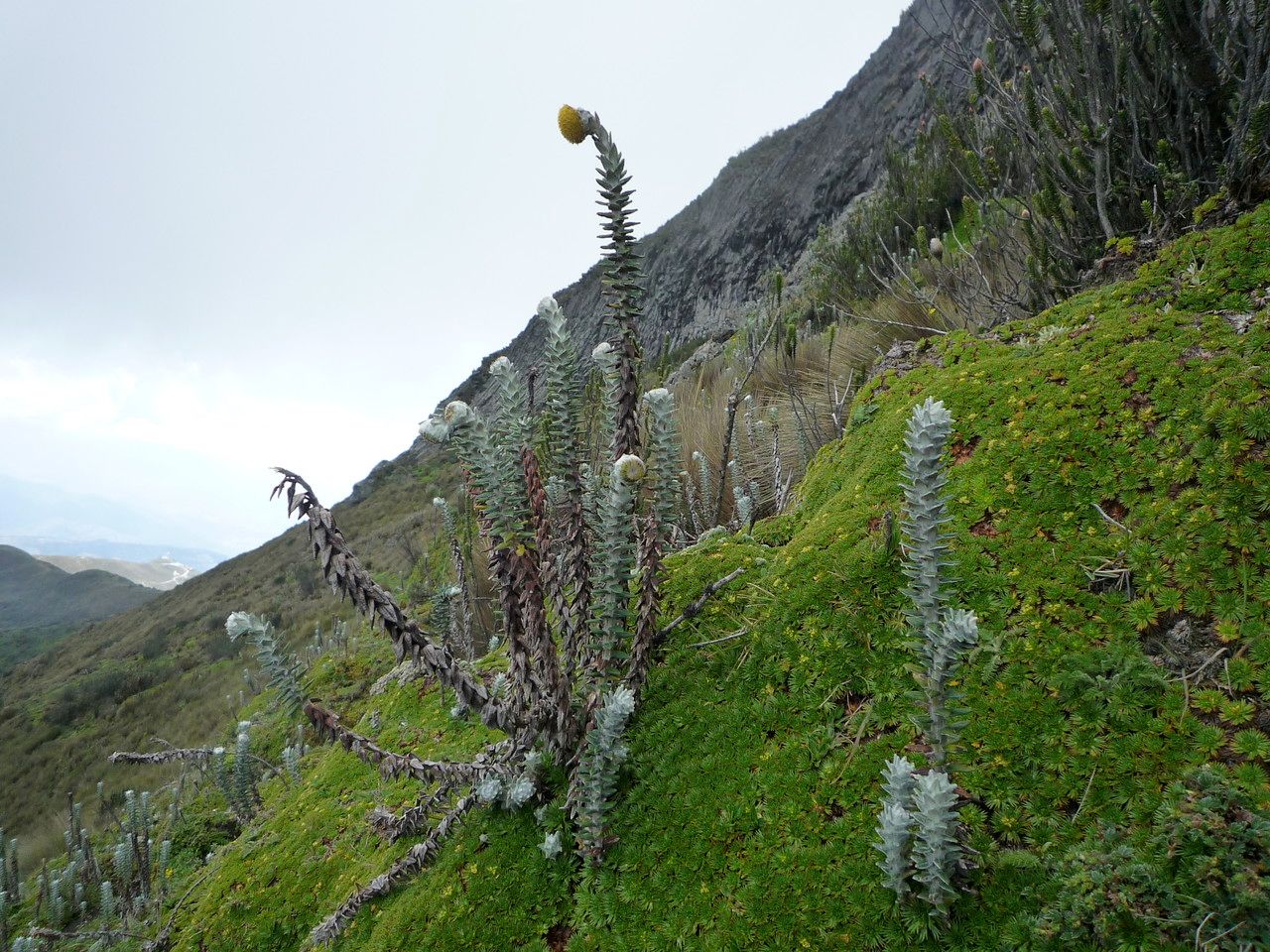 Lasiocephalus ovatus leaf