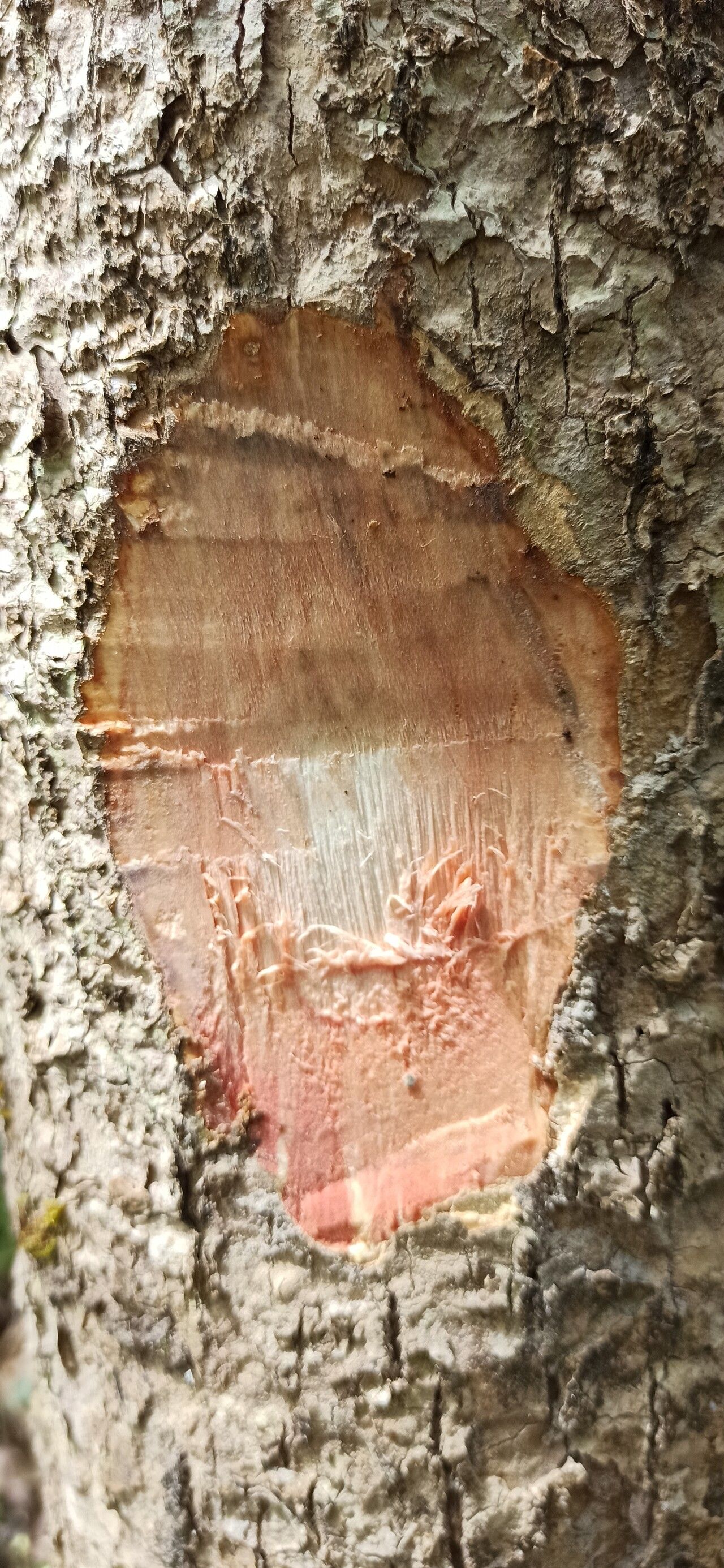 Mitragyna stipulosa bark
