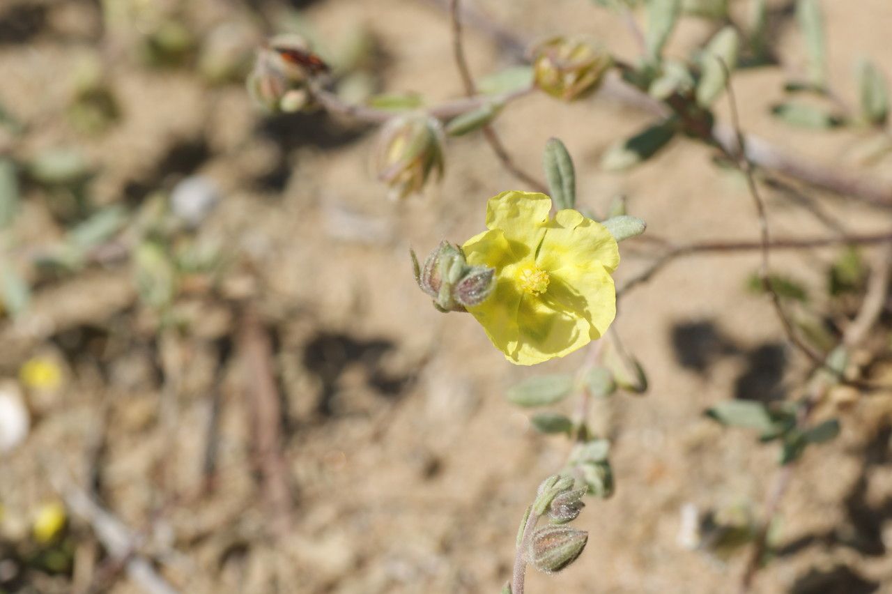 Helianthemum stipulatum flower