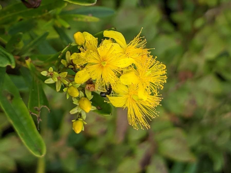 Hypericum densiflorum flower