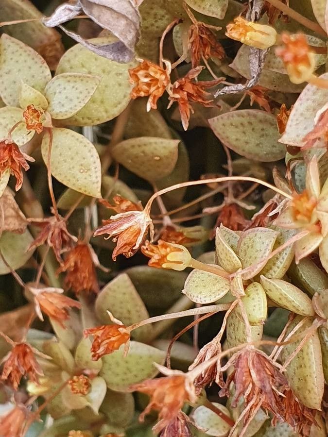 Crassula volkensii fruit