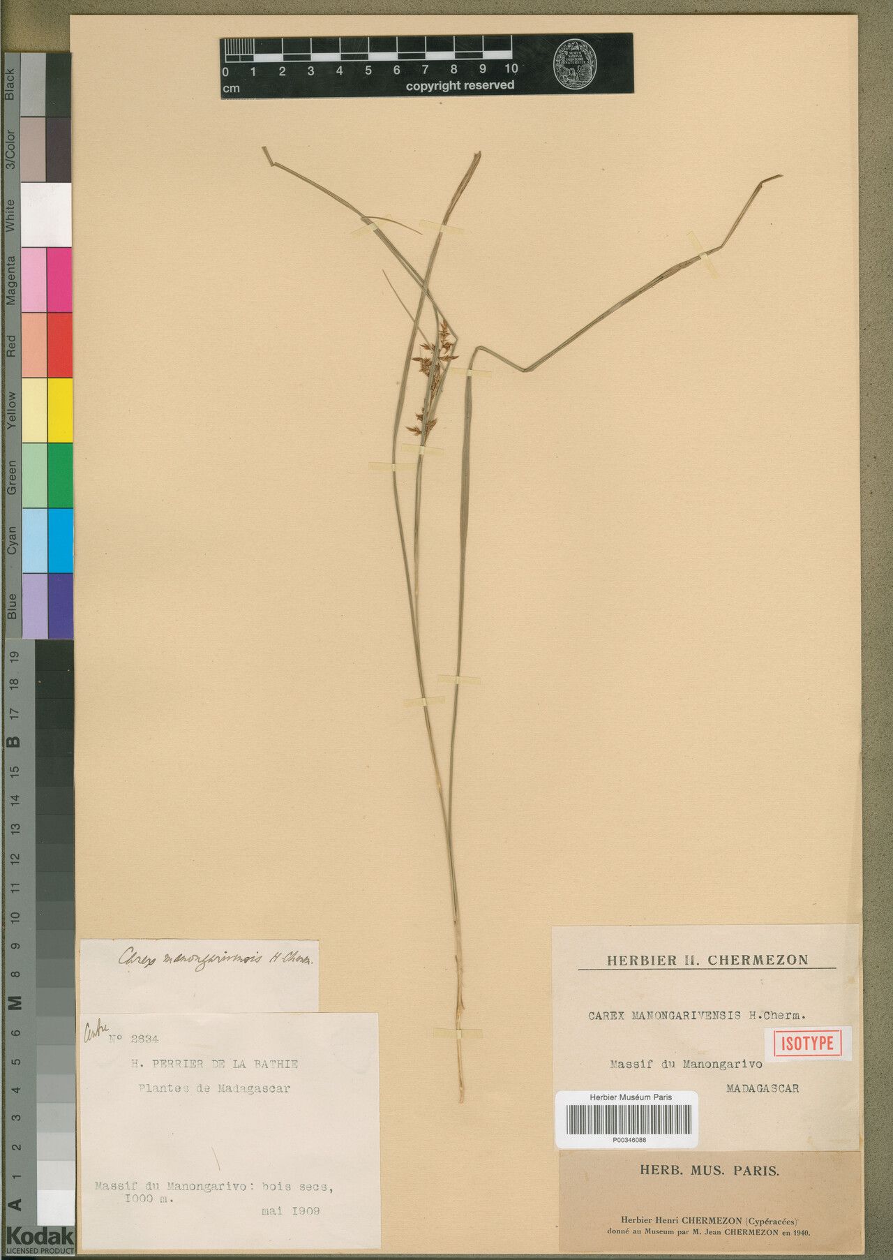 Carex guffroyi — houseplant care guide