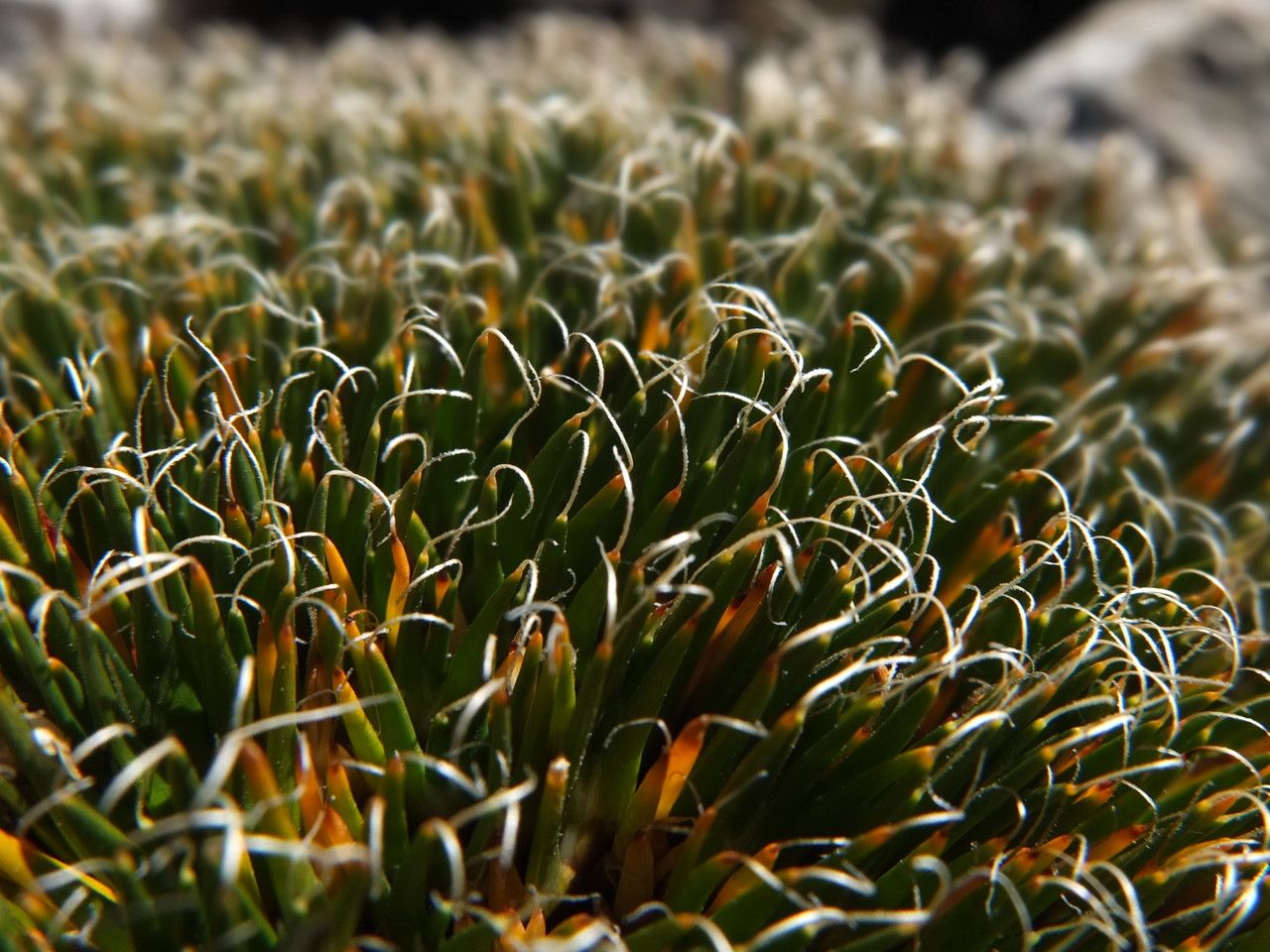 Distichia filamentosa leaf