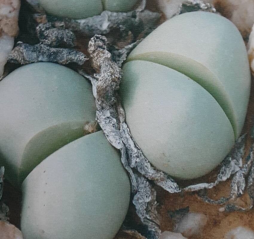 Argyroderma crateriforme — related species from the same genus