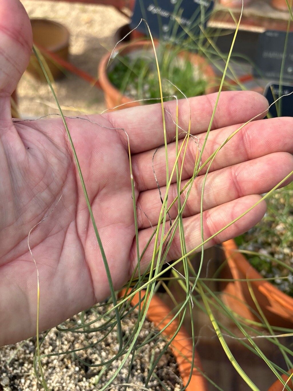 Iris filifolia — houseplant care guide