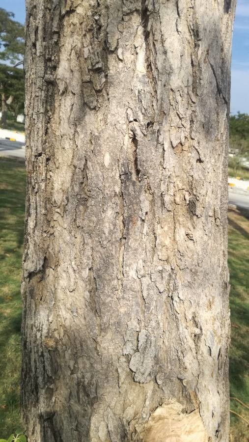 Roseodendron chryseum bark