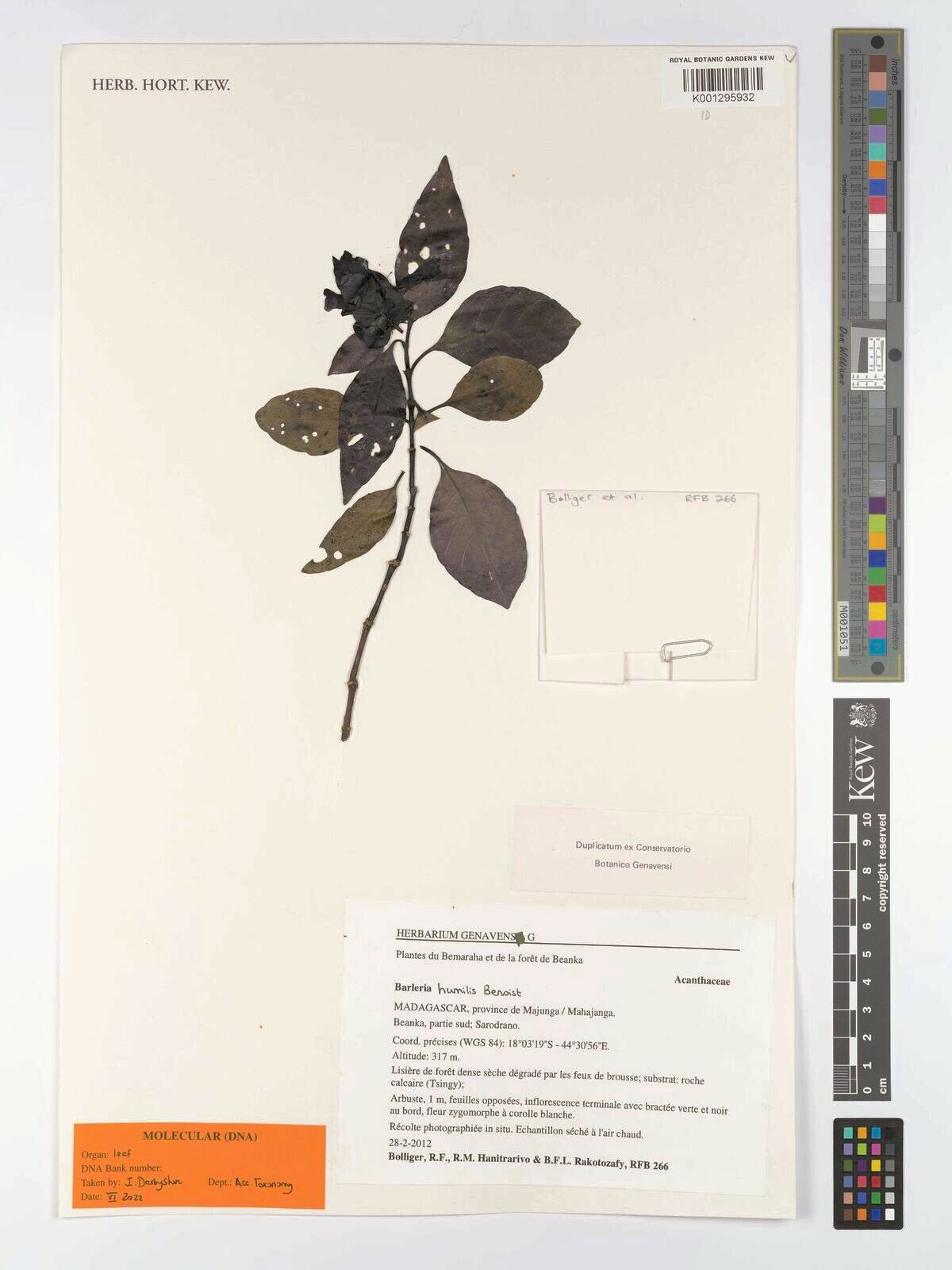 Barleria humilis — houseplant care guide