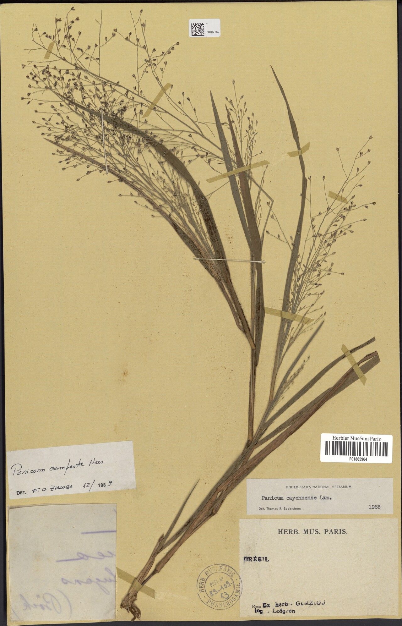 Panicum campestre — houseplant care guide