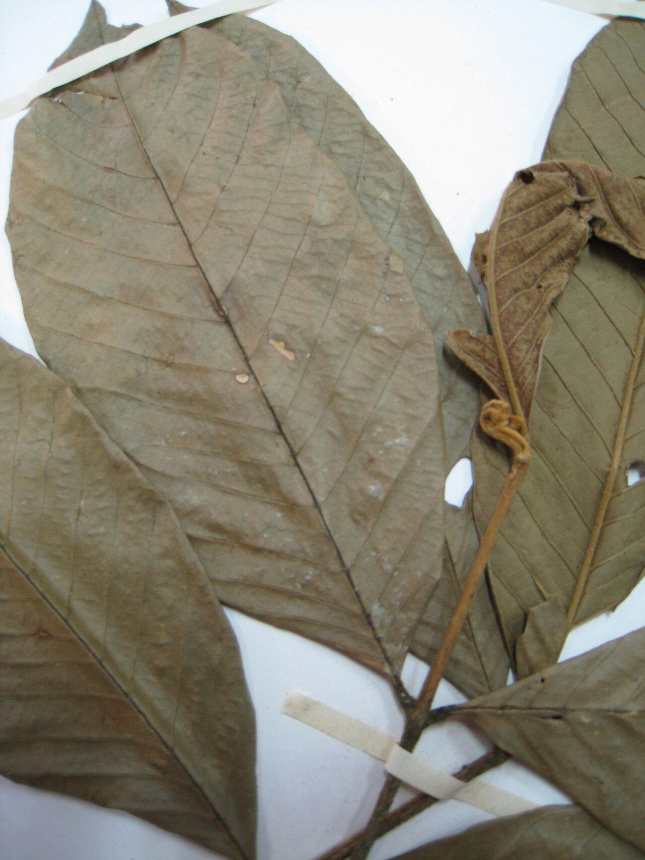 Guarea carinata other