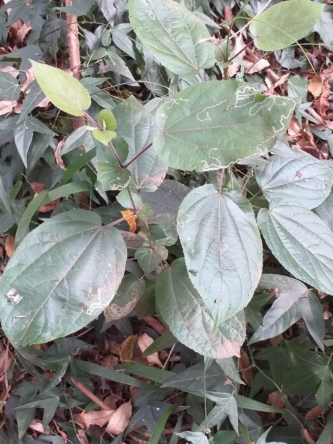 Phaulopsis imbricata — search result for 'Ruellia'