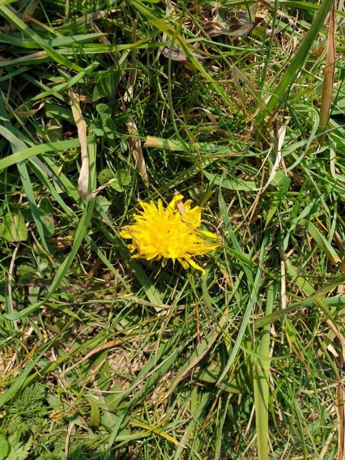 Taraxacum mattmarkense fruit