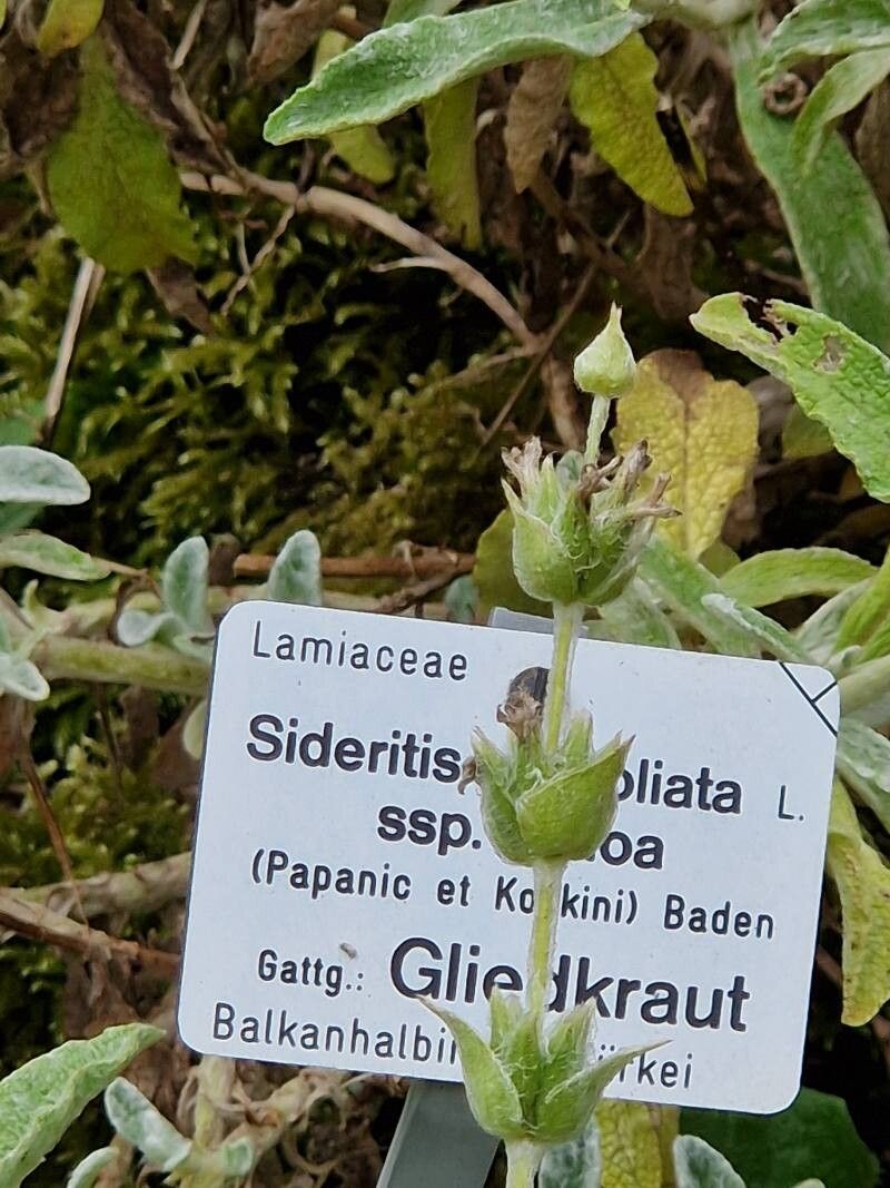 Sideritis perfoliata other
