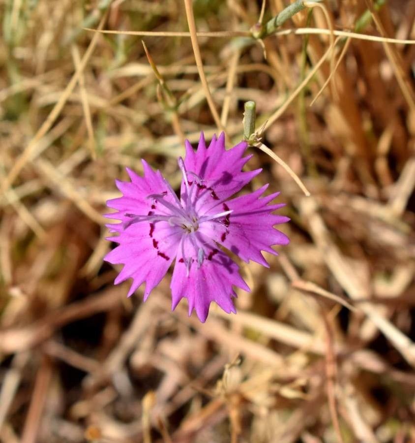 Dianthus nardiformis — houseplant care guide