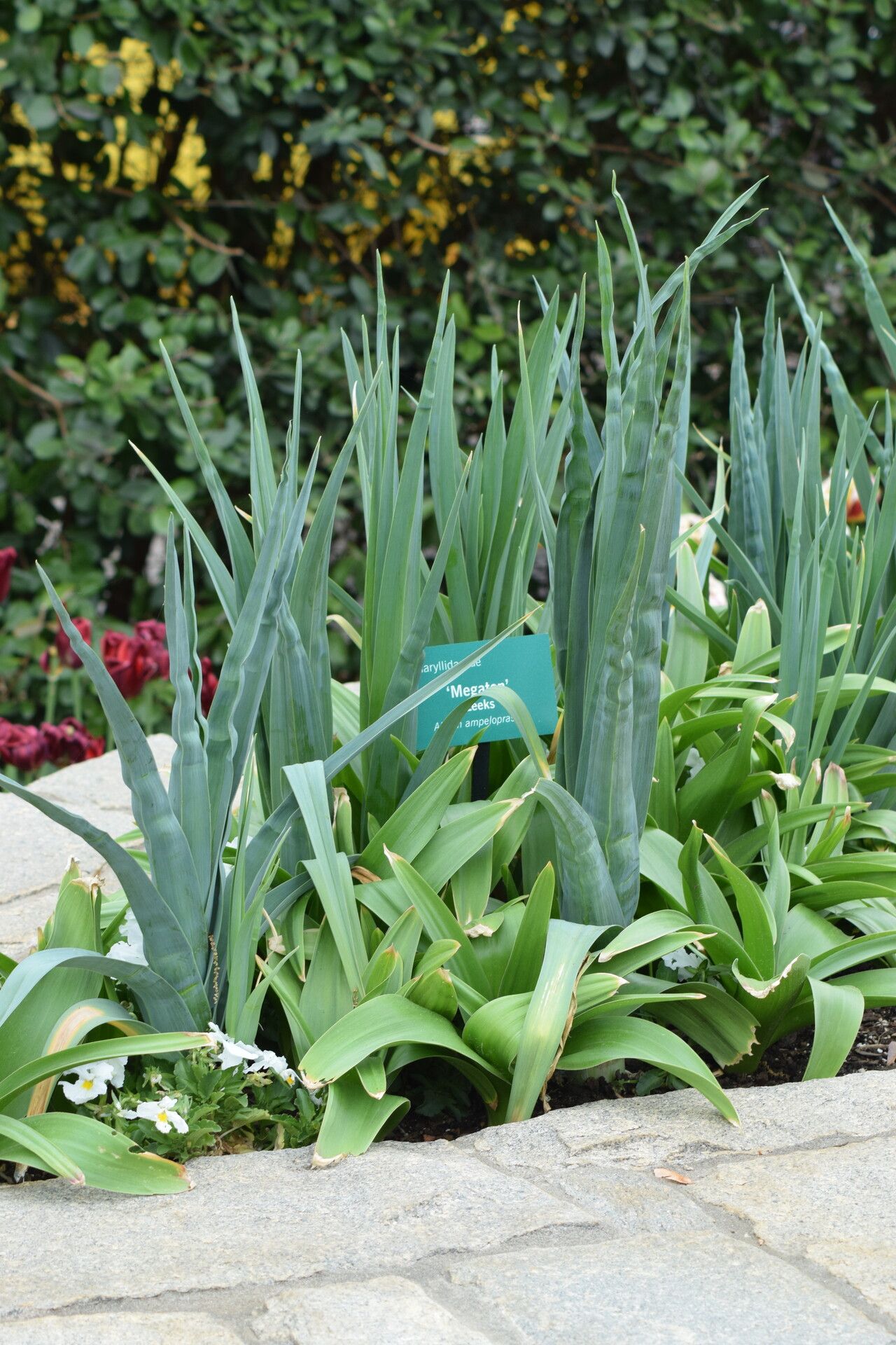 Allium orientale — search result for 'Cyprus'