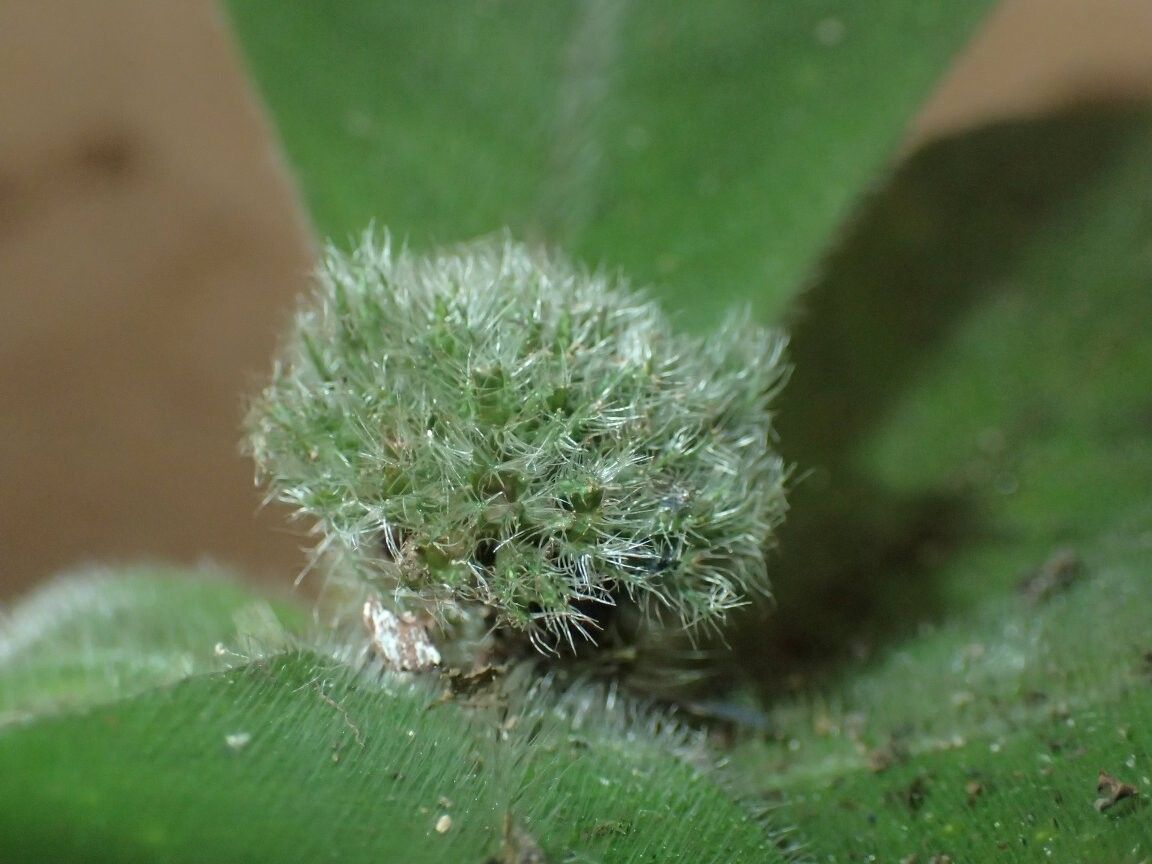 Psychotria saccata — houseplant care guide