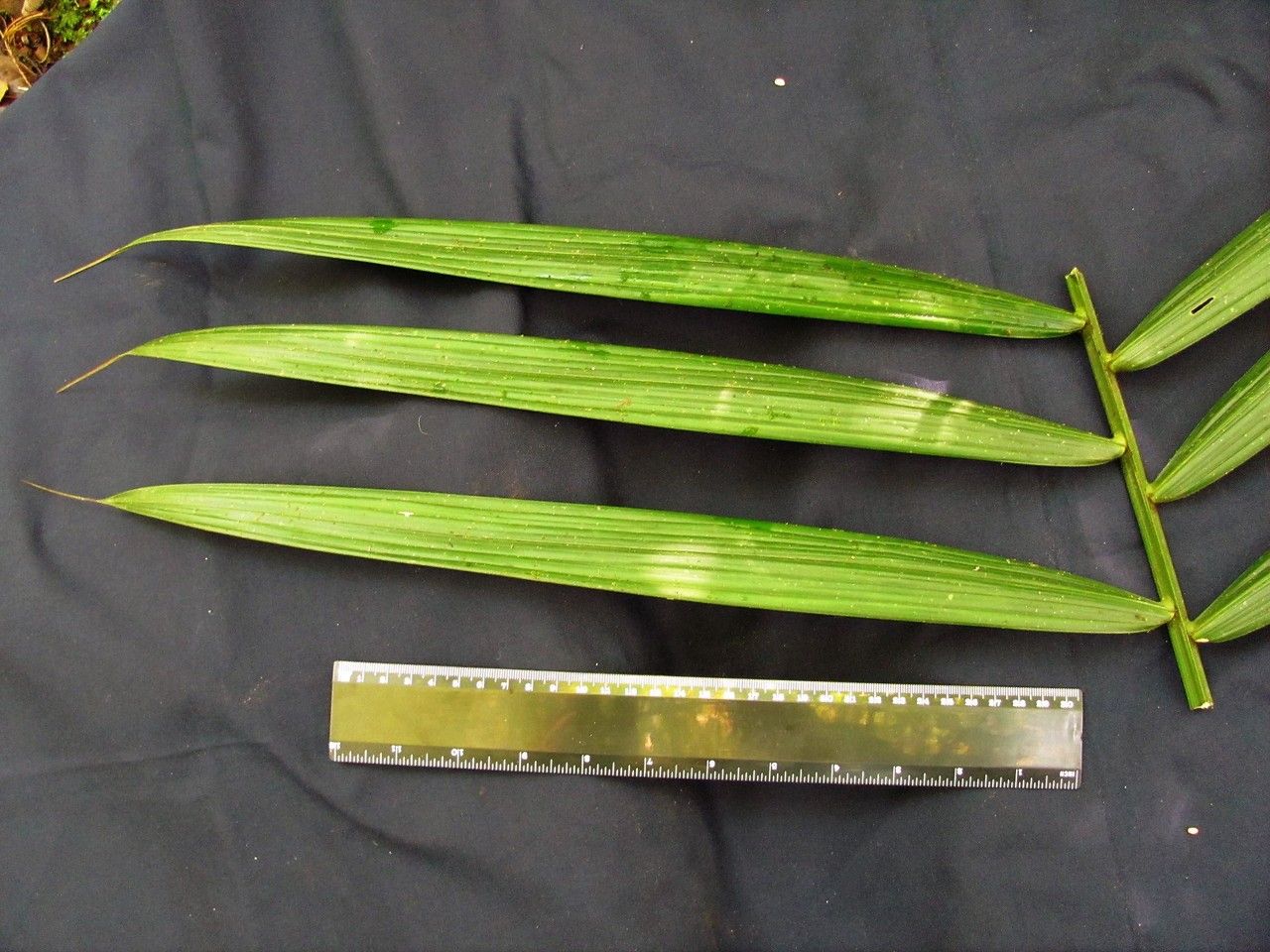 Prestoea longepetiolata — related species from the same genus