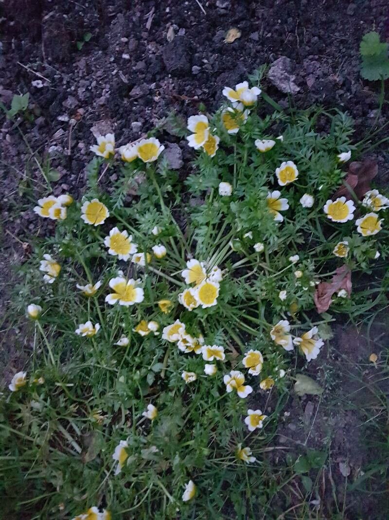 Limnanthes douglasii habit