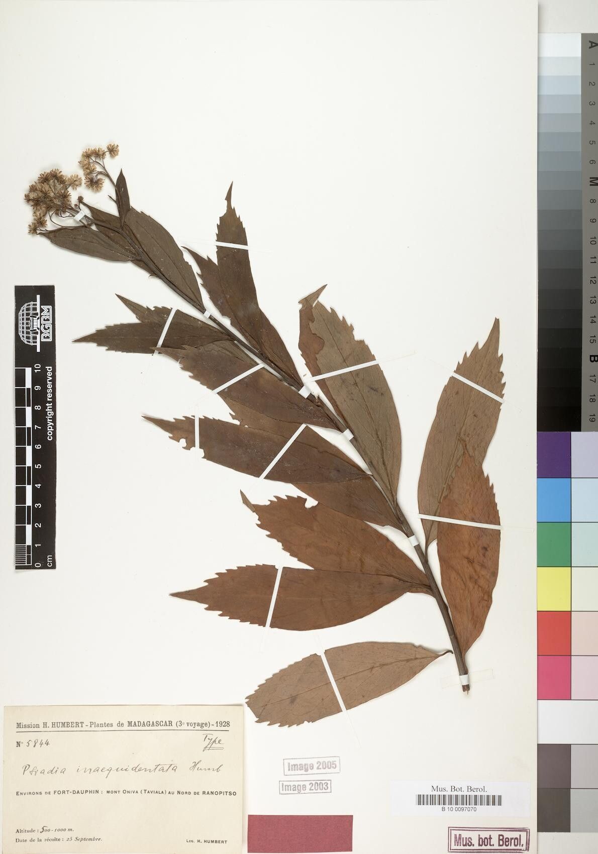 Psiadia inaequidentata — houseplant care guide