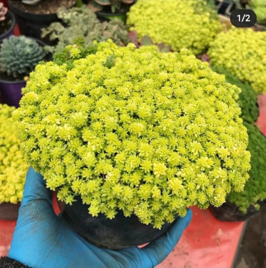 Sedum japonicum flower