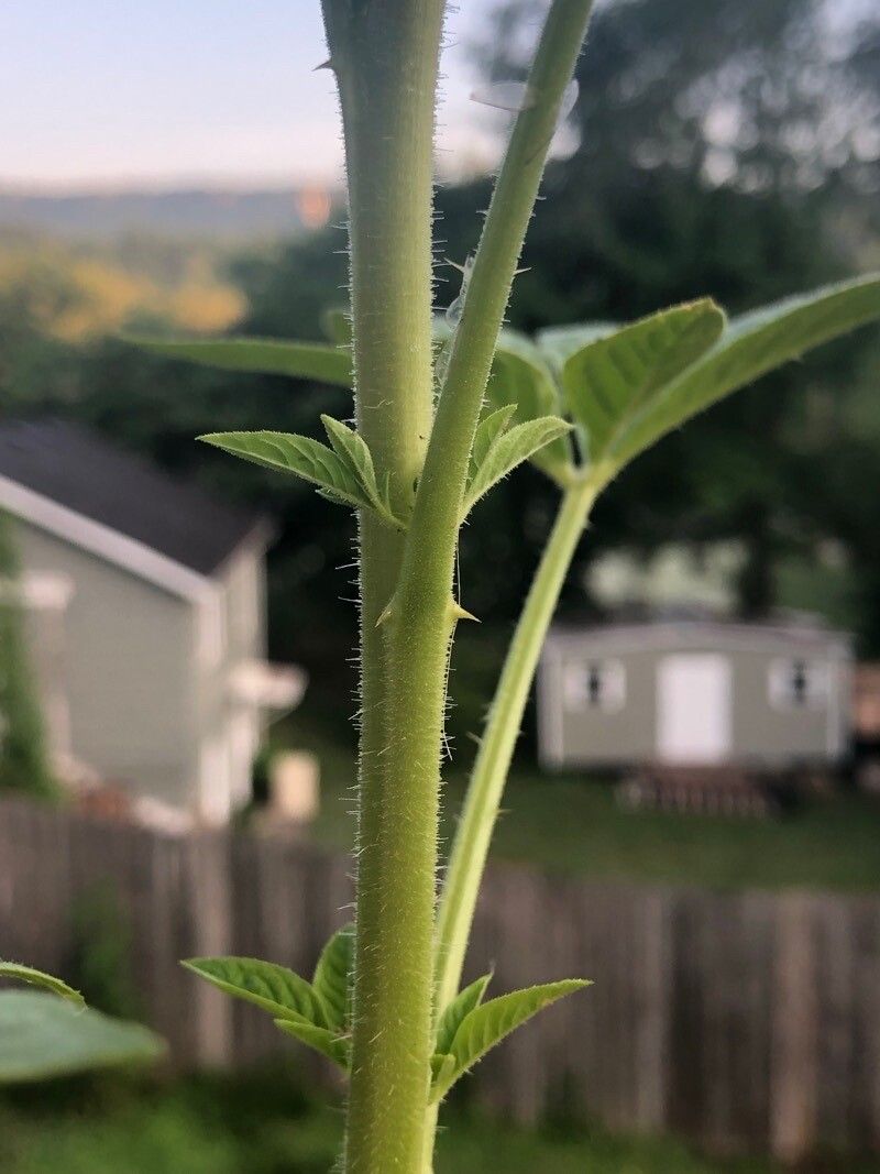 Cleoserrata speciosa bark