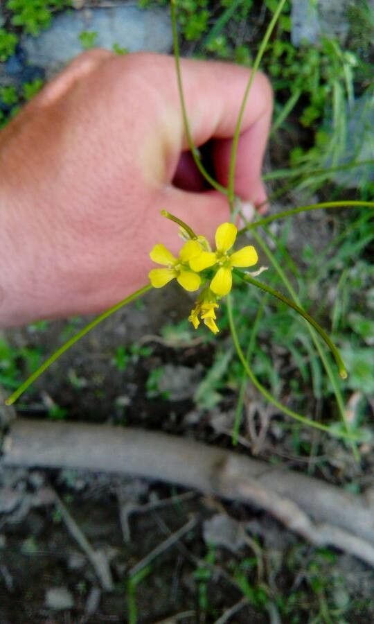 Sisymbrium brassiciforme — related species from the same genus