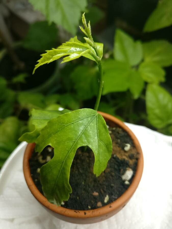 Hibiscus phanerandrus leaf