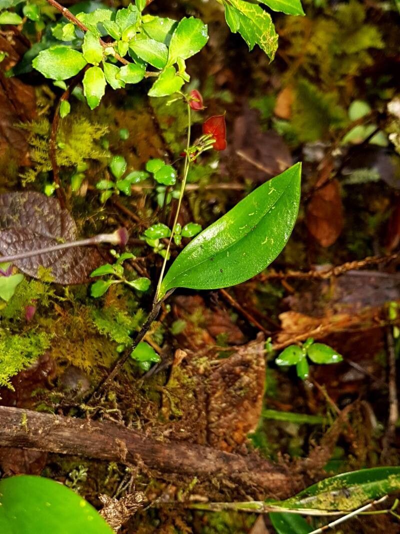 Lepanthes wendlandii — houseplant care guide